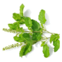 offer Tulsi Leaves