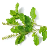 offer Tulsi Leaves